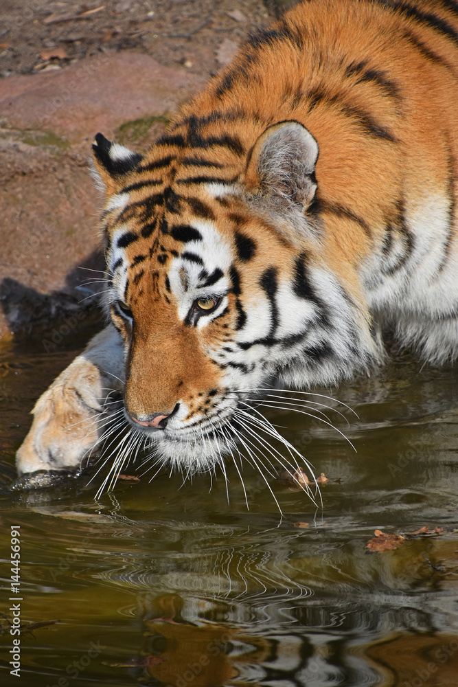 Close up side portrait of Siberian Amur tiger Close up side portrait of Siberian Amur tiger