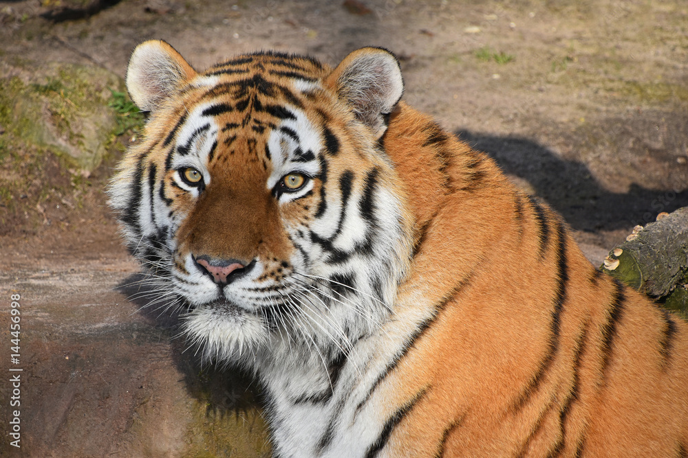 Obraz premium Close up portrait of Siberian Amur tiger