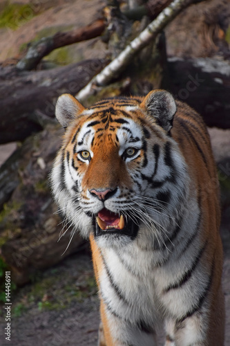 Close up portrait of Siberian Amur tiger