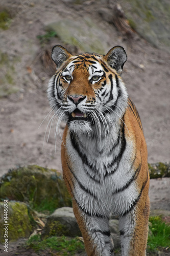 Close up portrait of Siberian Amur tiger