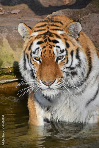 Close up portrait of Siberian Amur tiger