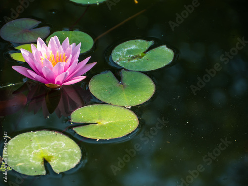 Pink waterlily in pond