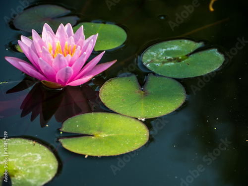 Pink waterlily in pond