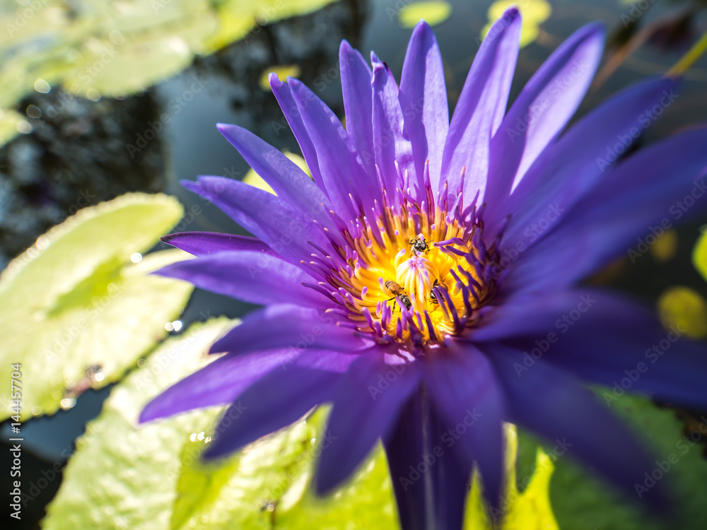 Purple waterlily in pond Purple waterlily in pond