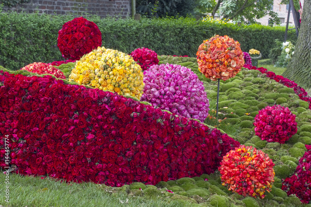 Fototapeta premium Festiwal Róż