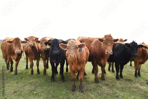 Herd of cows on pasture photo