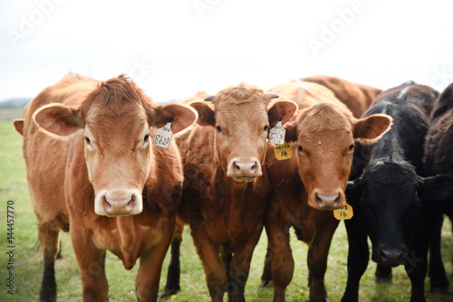 Herd of cows on pasture