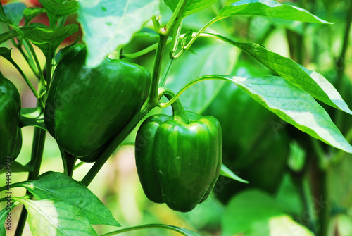 Green bell pepper on the tree