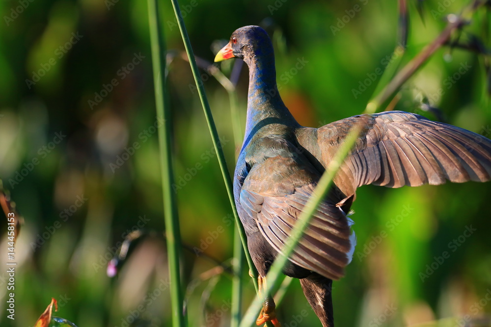 Naklejka premium american purple gallinule