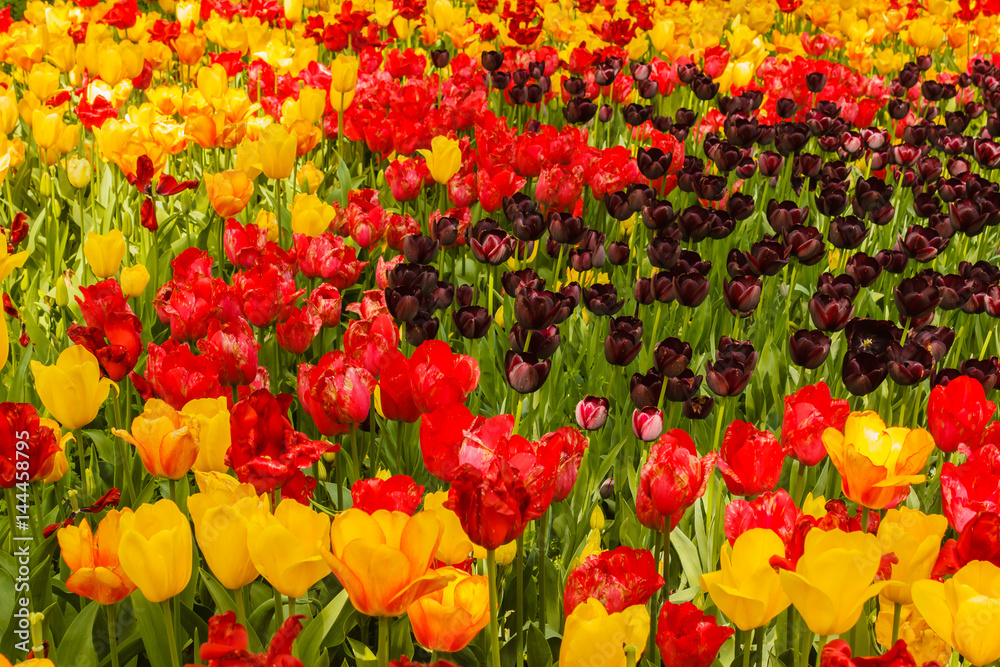 the blossoming of tulips in a park /an expanse of coloured tulips illuminated by the sun