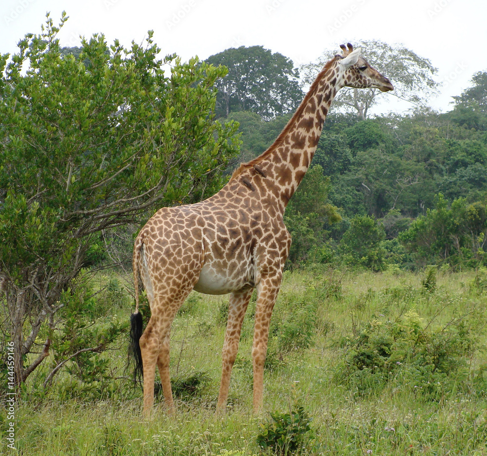 Obraz premium A giraffe standing in a forrested area