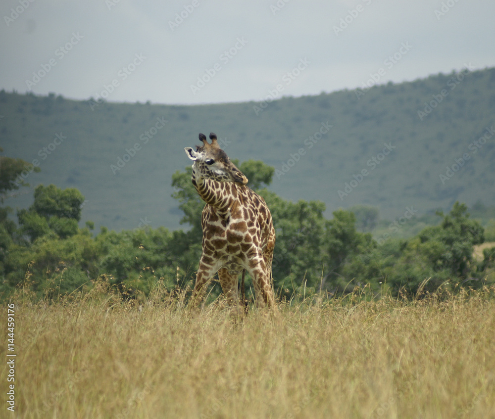 Fototapeta premium bending giraffe