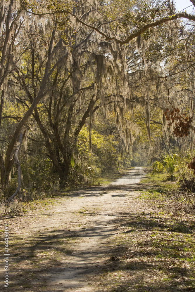 Moss draped trees at Harris Neck National Wildlife Refuge, Georgia.