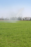 Irrigazione su campo di frumento in primavera