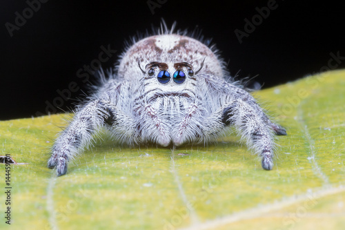 Fototapeta Naklejka Na Ścianę i Meble -  Close up of spider