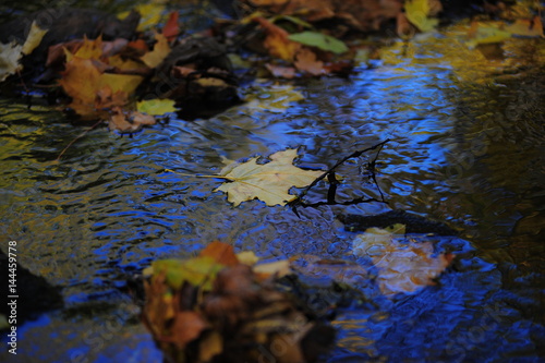 Beautiful autumn leaves fell into the water in the autumn rain photo