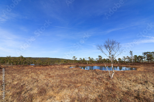 Spring in the forest, swamp with Birch tree in front of a pond Norway photo