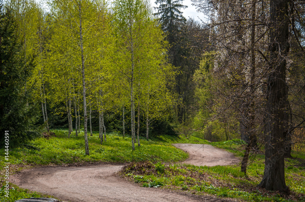 Fototapeta premium Spring in forest