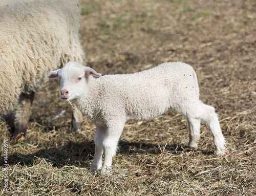 Little White Lamb Eating Hay