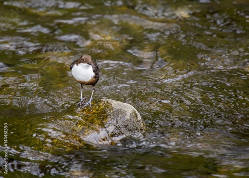 Dipper (Cinclus cinclus) photo