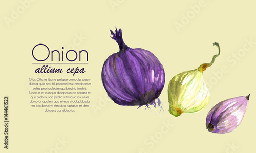 peeled onions and a shallot - watercolor