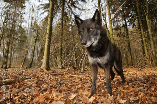Obraz na plátně Schwarzer Wolf im Wald Froschperspektive