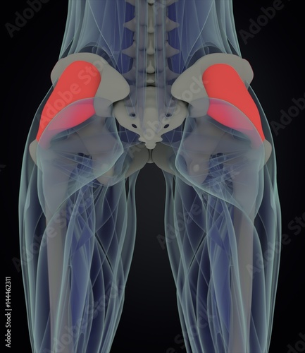 Tensor Fascia Latae. Female anatomy hip muscle. 3d illustration