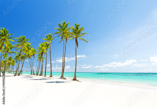 Fototapeta Naklejka Na Ścianę i Meble -  Coconut Palm trees on white sandy beach in Punta Cana, Dominican Republic