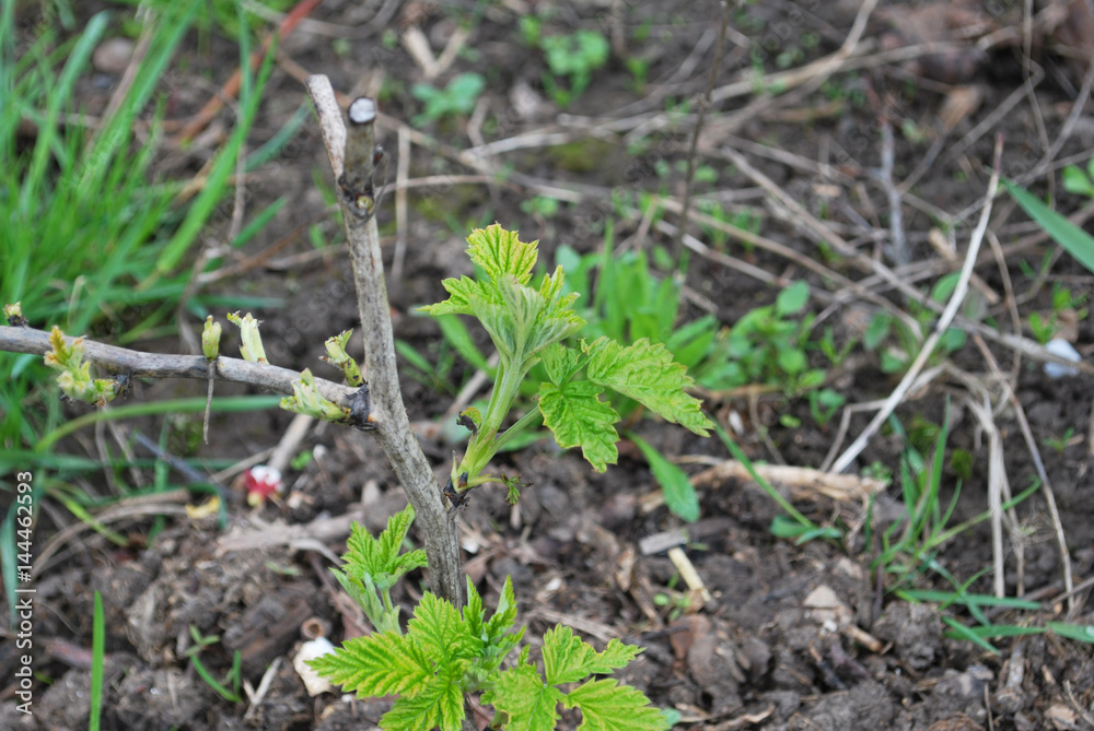 young raspberry shoots spring in garden of berries young raspberry shoots spring in garden of berries
