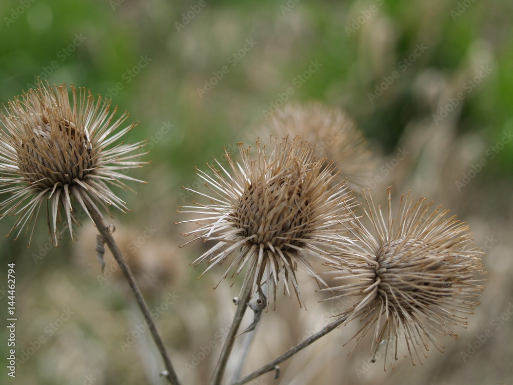 Burdock in the evening light