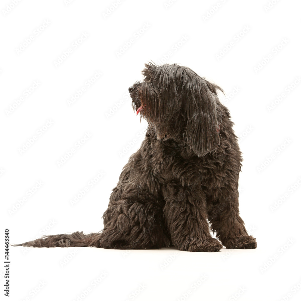 Tibet Terrier als Freisteller und Studioaufnahme Tibet Terrier als Freisteller und Studioaufnahme