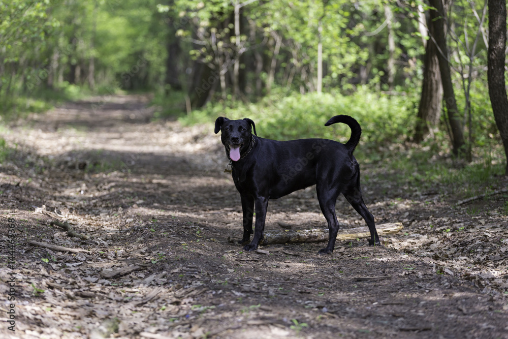 Black dog play and jump