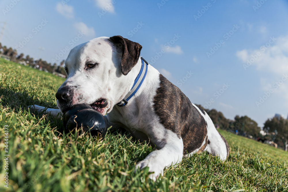 Pit Bull Playing on Park Lawn