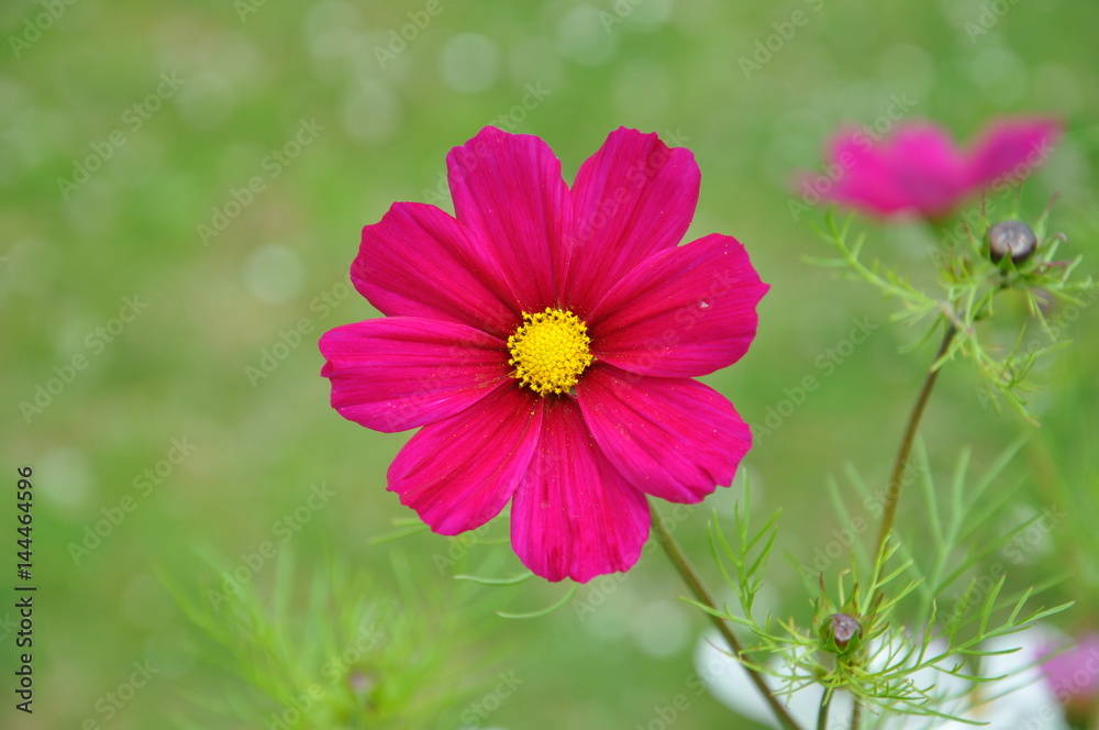 Obraz premium Blüte