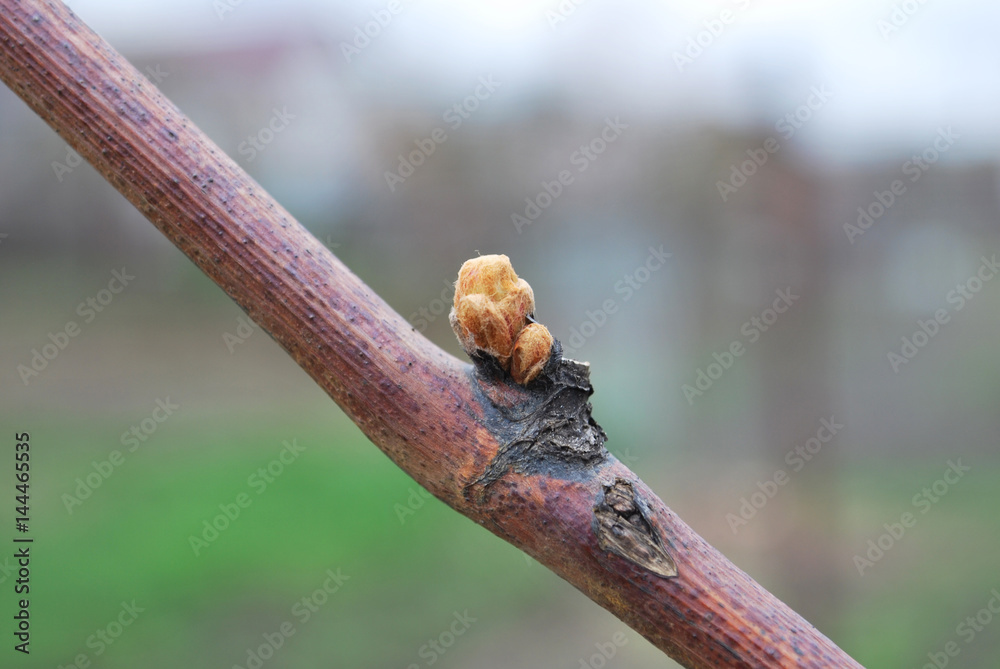 Fototapeta premium young buds on the grapes vines in spring