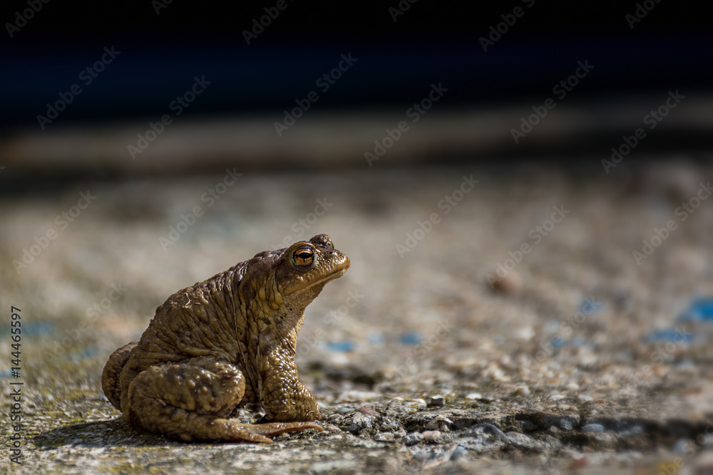 Green true toad watching on the asphalt road