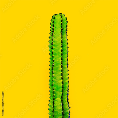 Green cactus on a yellow background. Minimal art gallery