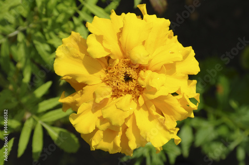 Бархатцы (marigold)