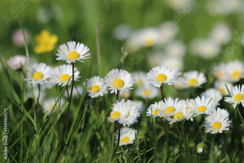 Daisy flowers