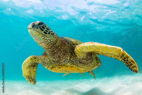 Endangered Hawaiian Green Sea Turtle Cruising in the warm waters of the Pacific Ocean © shanemyersphoto