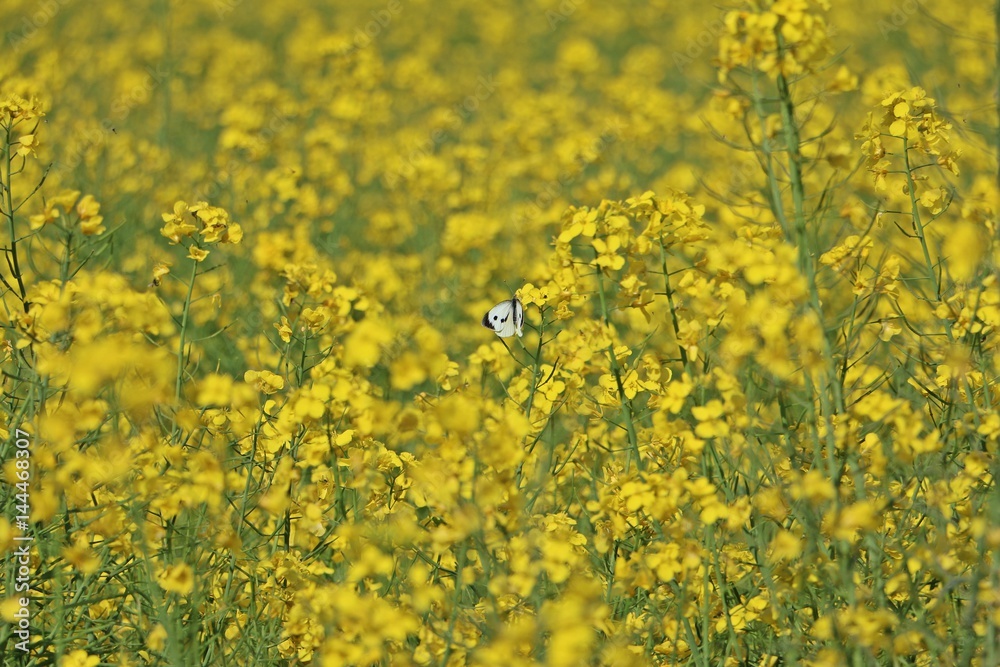 Obraz premium schmetterling im rapsfeld