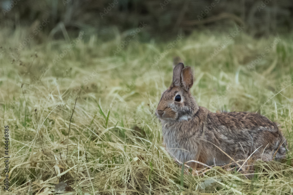 Fototapeta premium Cottontail rabbit