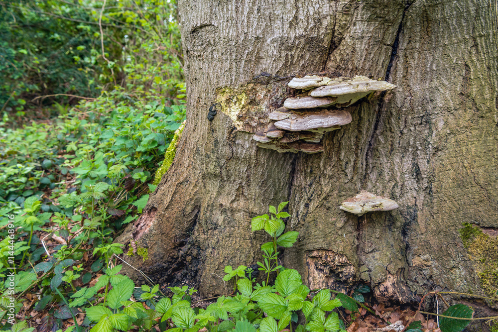Saucer-shaped fungus on the bark of a big tree Saucer-shaped fungus on the bark of a big tree
