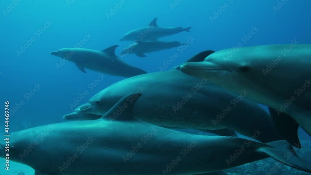 school of dolphin 