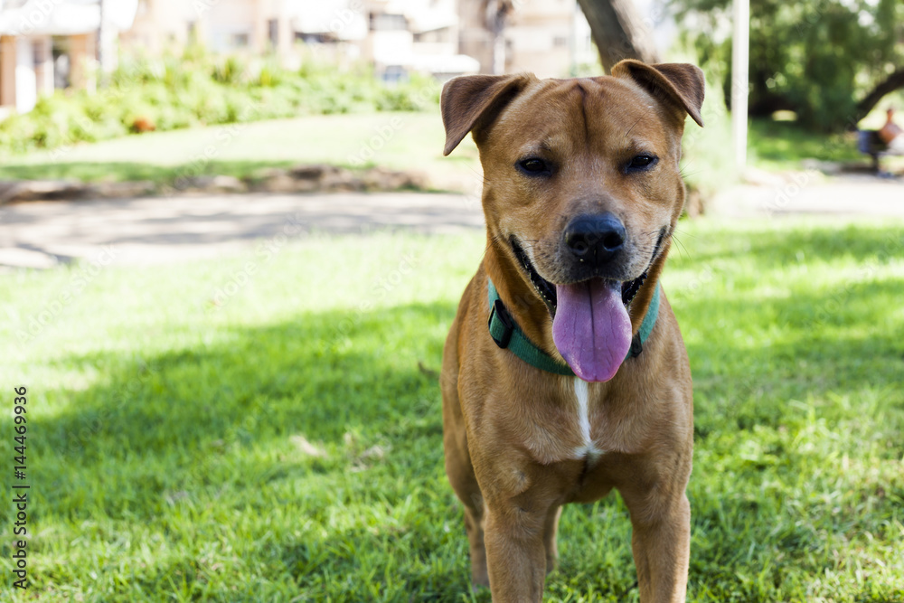 Smiling Dog in Park