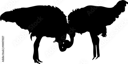 Silhouette of two Peaceful Ostriches - digitally hand drawn vector silhouette  black isolated on white background