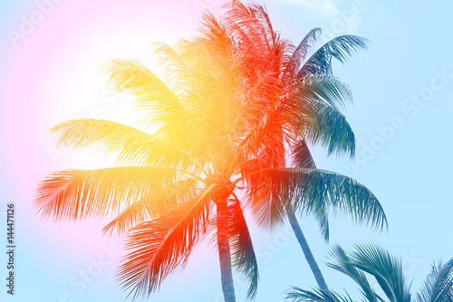 Retro photo of a beautiful of palm trees
