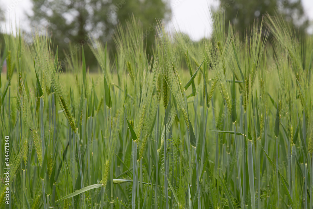 Obraz premium Green field ear part of stems cereal grass plant lawn garden agriculture