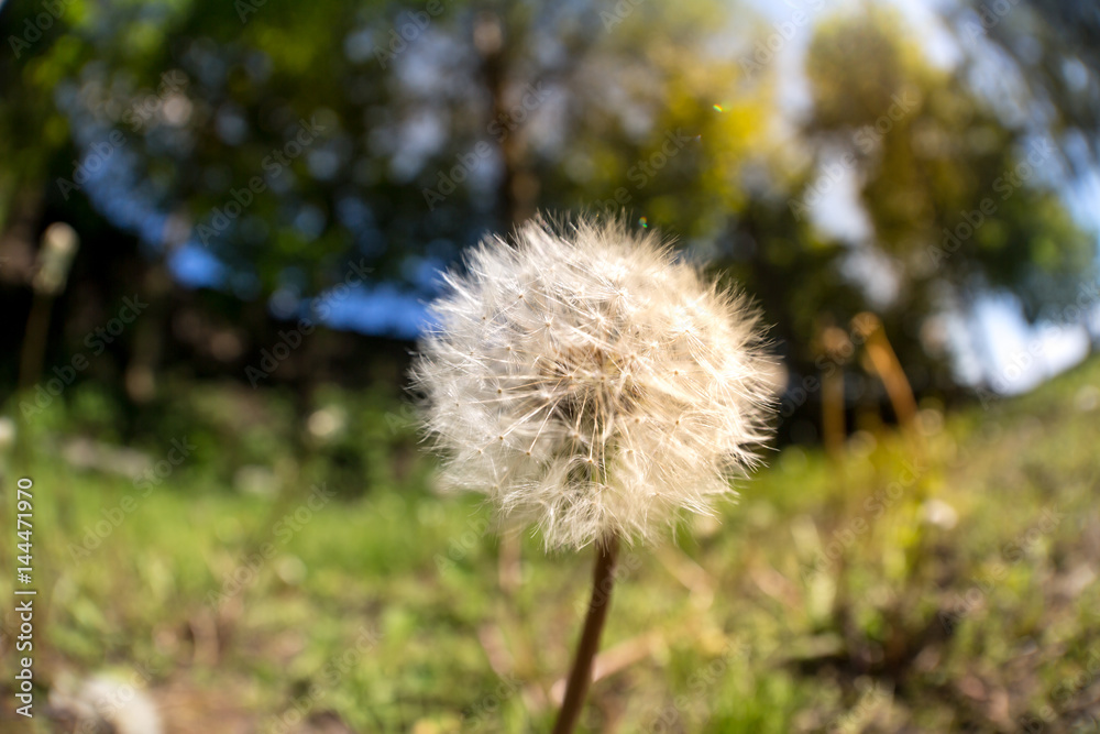 fish-eye view of dandelion on summer meadow fish-eye view of dandelion on summer meadow