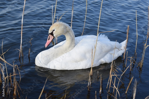 Fototapeta Naklejka Na Ścianę i Meble -  swan